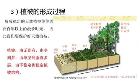 植被意思